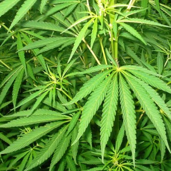 Cannabis